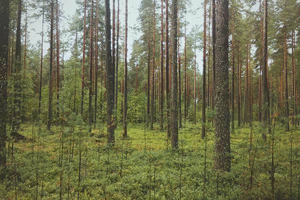 Suscipit eos dolor dolorem ut